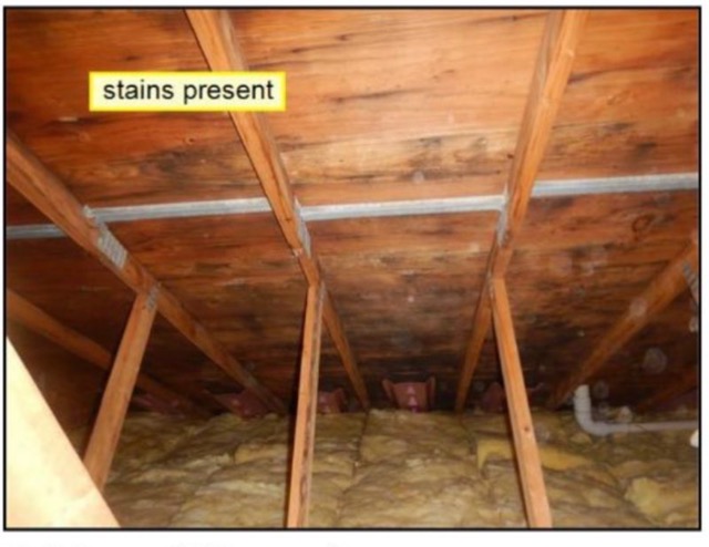 mold in maine attic